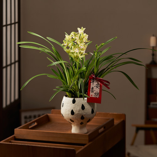 【带花苞】香水兰花蕙兰盆栽办公室内兰花植物年宵花客厅桌面花卉