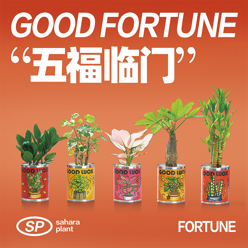 新年祝福创意绿植盆栽