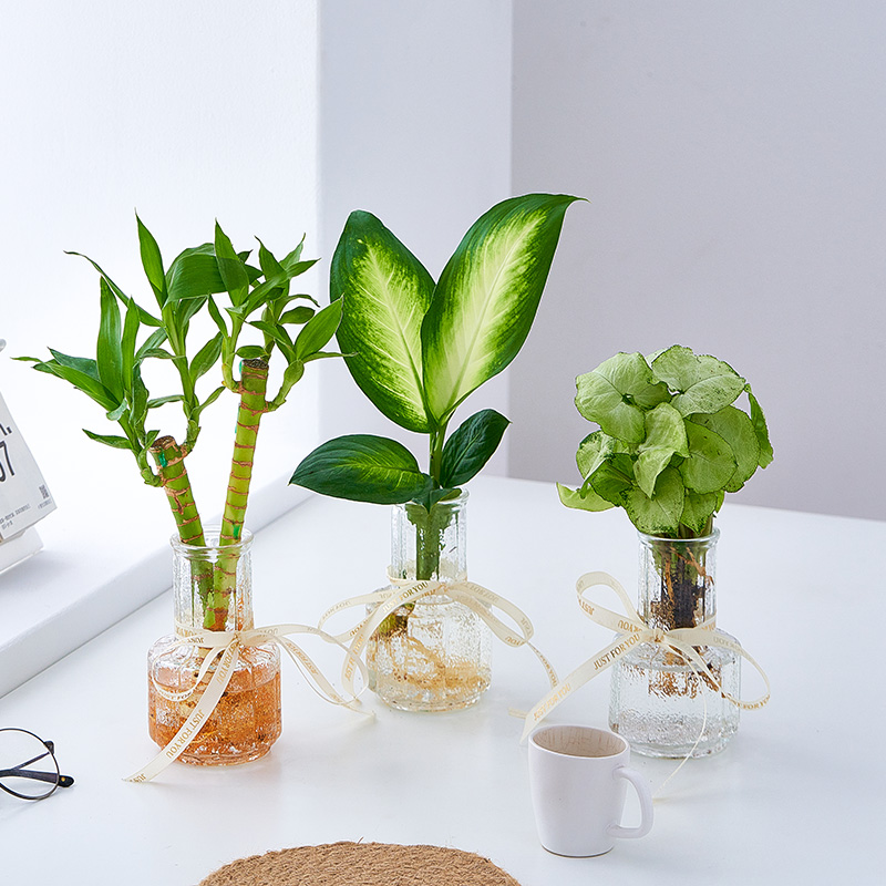 水培植物盆栽办公室绿植