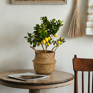 【带果发货】大柠檬老桩粗杆盆栽绿植阳台植物果树盆栽