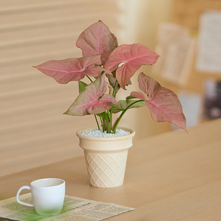 红粉佳人盆栽绿植可爱小植物室内办公室桌面盆栽