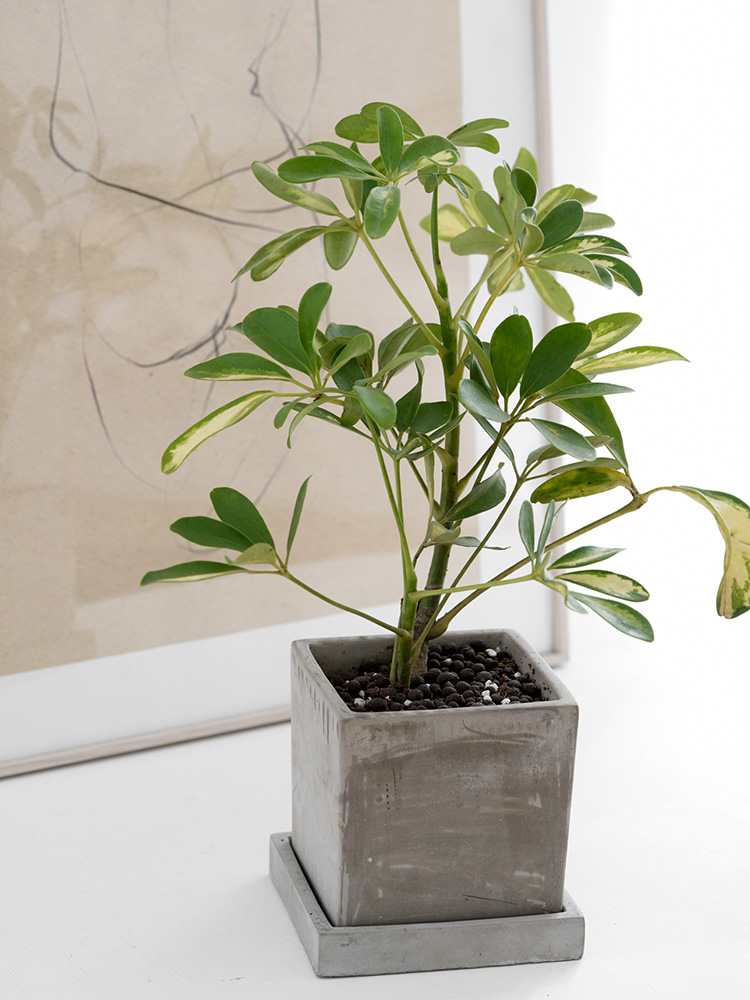 观叶植物室内花净化空气鸭脚木鸭掌木去甲醛办公桌植物