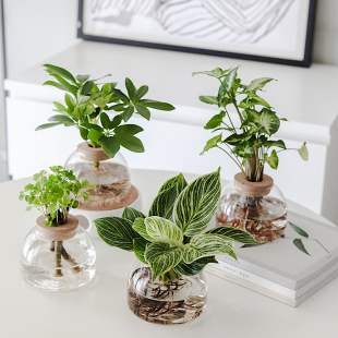 【新款】水培植物水养吉利红小铁树办公室内好养绿植花卉桌面盆栽