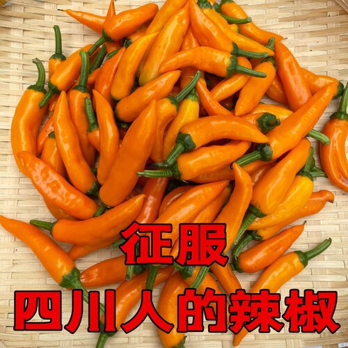 现货永安黄椒新鲜辣椒特辣子弹椒包邮