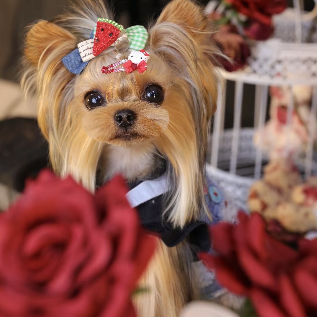 豌豆铺Peas box |西瓜牛仔格子宠物头花约克夏马尔济斯头饰