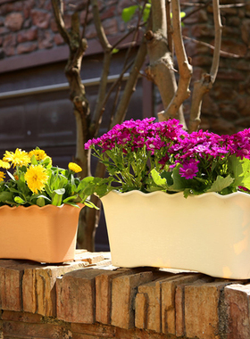 郁金香花盆长方形树脂花盆室外阳台花槽太阳花长条家用塑料盆景盆