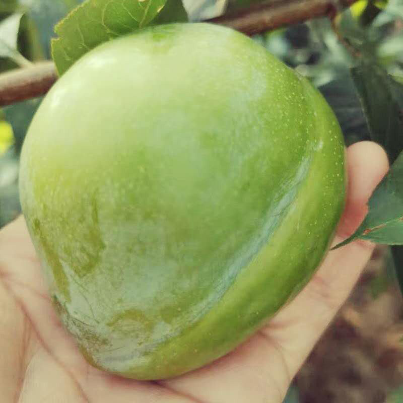 湖南怀化奈李新鲜水果青脆李脱骨桃形李孕妇脆甜油柰空心李子5斤