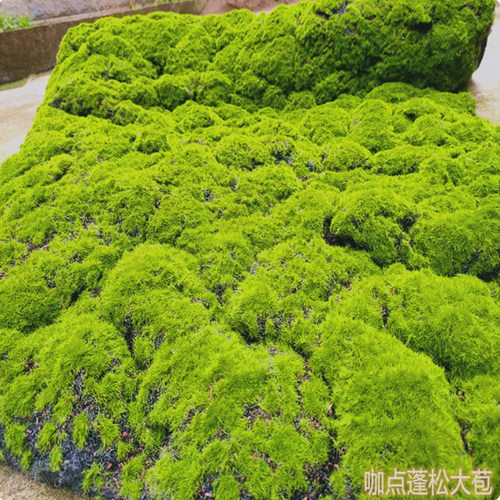 仿真苔藓草坪橱窗拍摄造景装饰