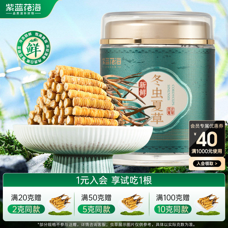 【2026头茬鲜断虫草】紫蓝头茬新鲜冬虫夏草鲜虫草正品官方旗舰店