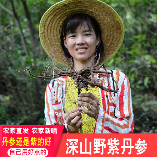 山野紫丹参片药材农家煲汤正宗药材丹参泡煮水营养茶川弓当归正宗