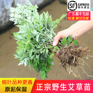 艾草种植全流程指南:从选种育苗到采收加工的实战要点