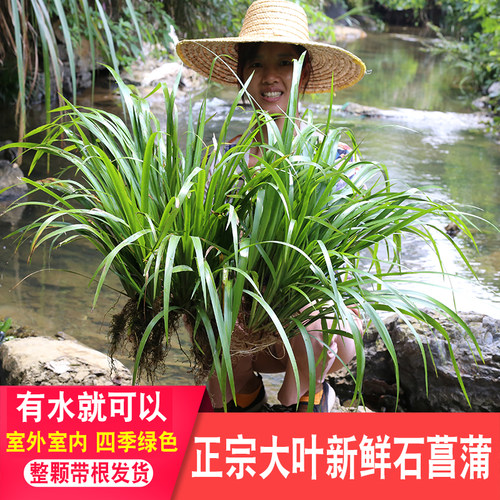 新鲜石菖蒲植物水养附石吸水石