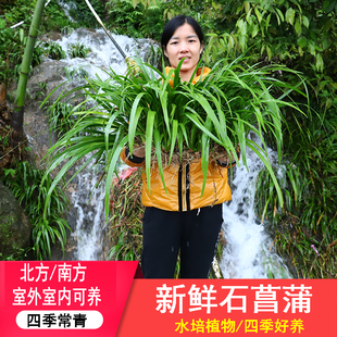 新鲜石菖蒲水培植物绿植菖蒲植物苗盆景假山水族鱼缸造景吸水石头