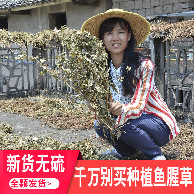 农家鱼腥草整颗泡水喝无硫凉茶