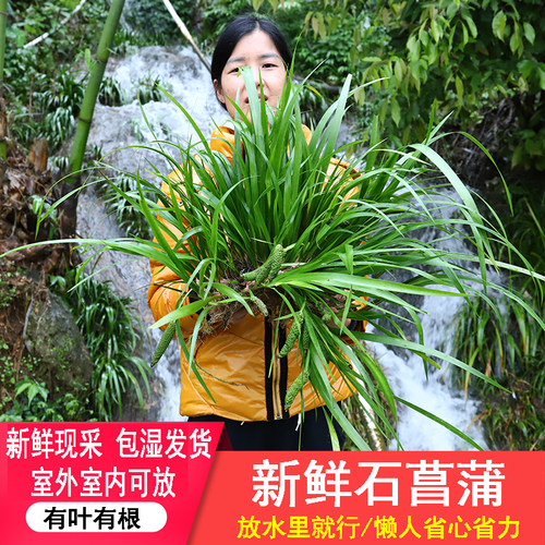 石菖蒲新鲜植物附石鱼缸吸水石