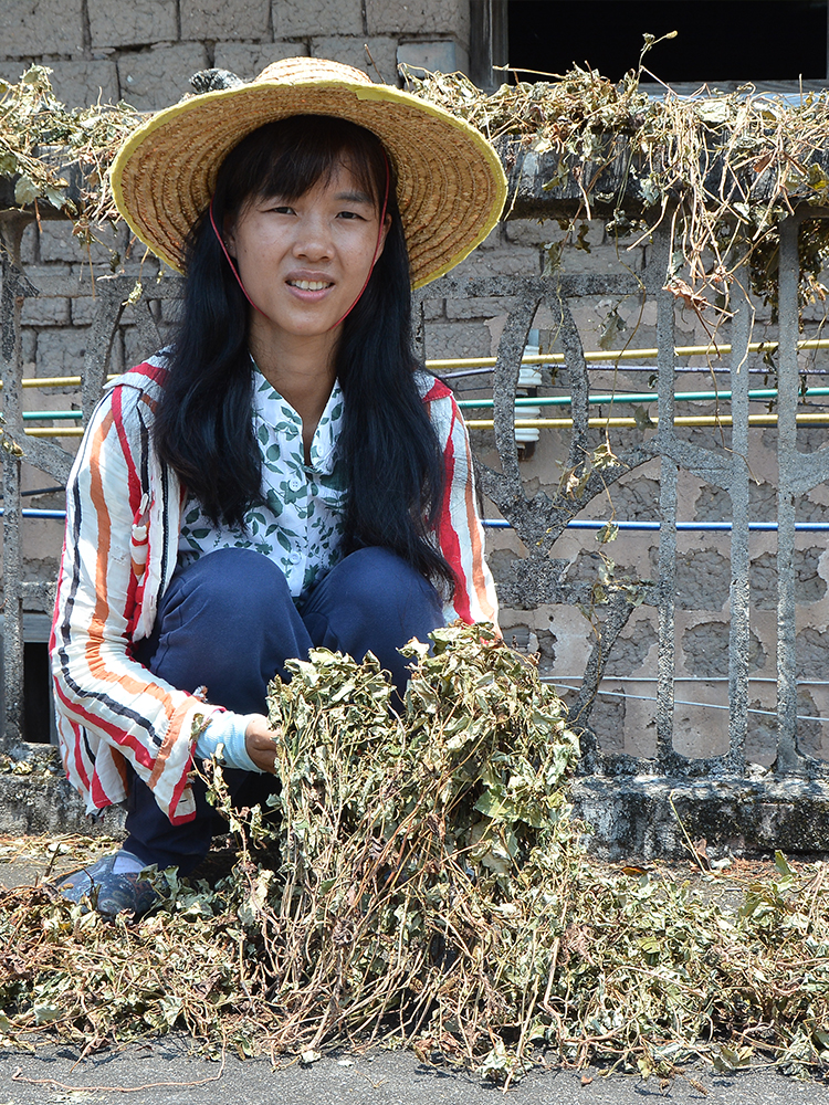 Houttuynia cordata 500g bulk deep mountain sulfur-free medicinal materials Farmer's Folding ear root full Guangdong herbal tea authentic