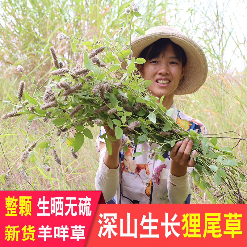 狸尾草干货深山农家自晒无硫药材