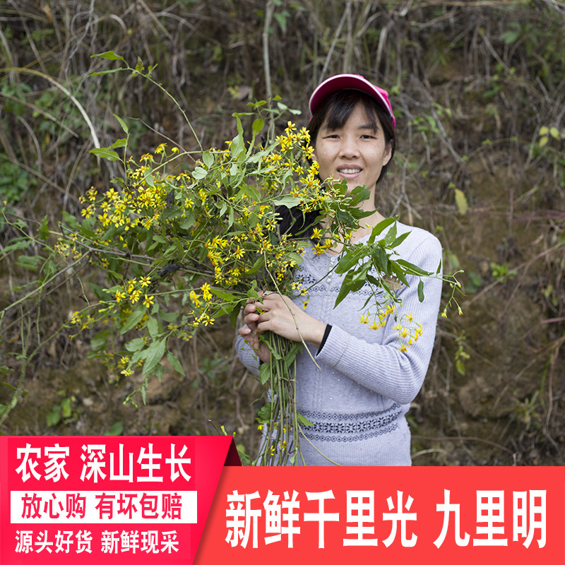 千里光新鲜草药深山现采洗澡九里明九里光黄花母农家泡澡药包正宗