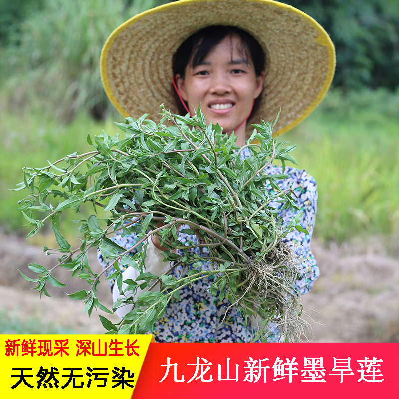新鲜现采时生墨旱莲中草药旱莲草