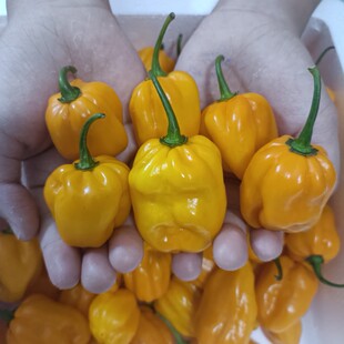 有货 海南发货 现摘新鲜特辣 海南黄灯笼椒黄辣椒魔鬼辣椒变态辣
