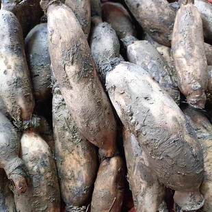 安徽安庆特产莲藕煲汤新鲜现挖现发糯米炖汤野藕当季蔬菜带泥发货