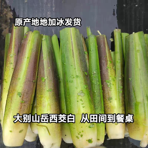 安徽特产新鲜茭白大别山高山农家蔬菜高笋瓜笋应季茭儿菜时令蔬菜