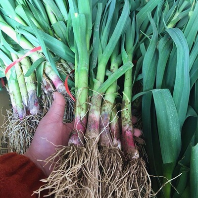 安庆石牌农家红皮大蒜苗新鲜蔬菜农家自种香蒜现挖紫皮大蒜苗