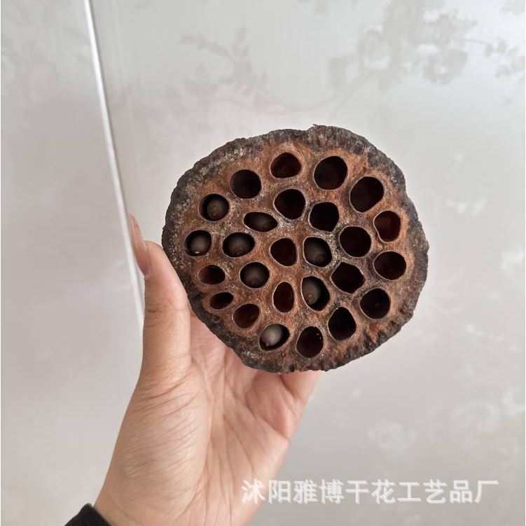 莲蓬干花天然莲蓬带籽大莲蓬头干花干果拍摄道具装饰摆件有籽