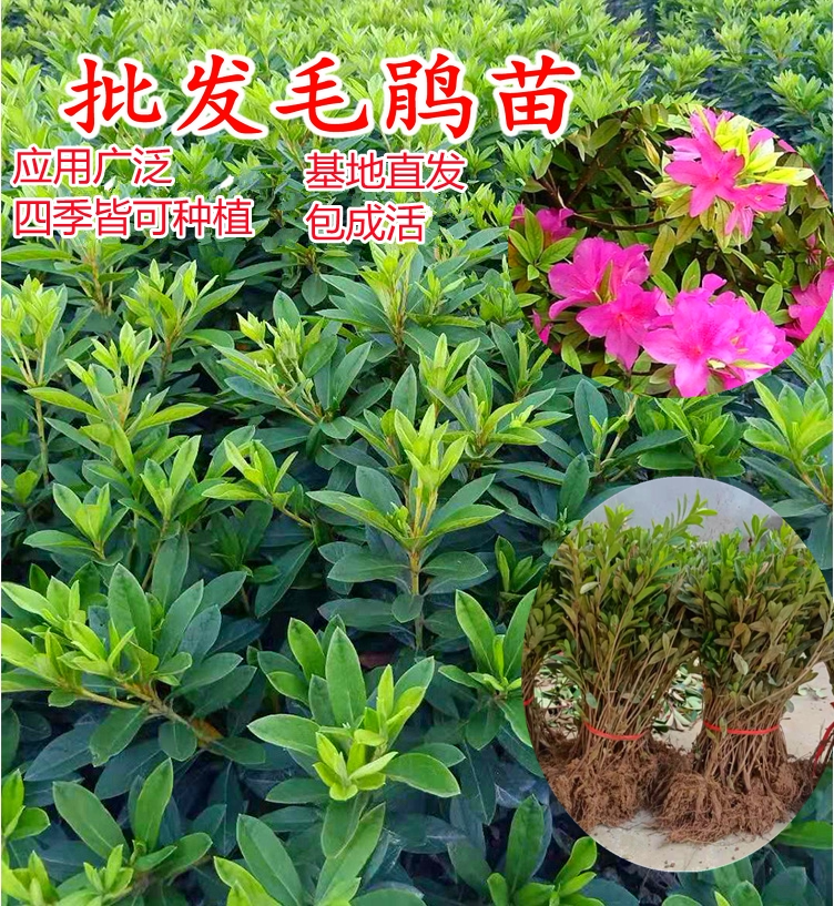 毛娟小苗映山红树苗 庭院绿化植物室内种 夏娟阳台毛杜鹃开花四季