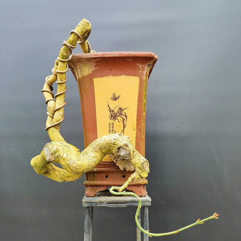 卫矛鬼箭羽栓翅卫矛观叶观果小微型盆景盆栽阳台书房庭院茶几摆放