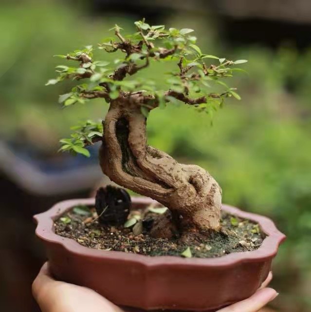 小叶米冬米叶冬青小叶女贞阳台室内客厅摆放小品盆景盆栽绿植素材