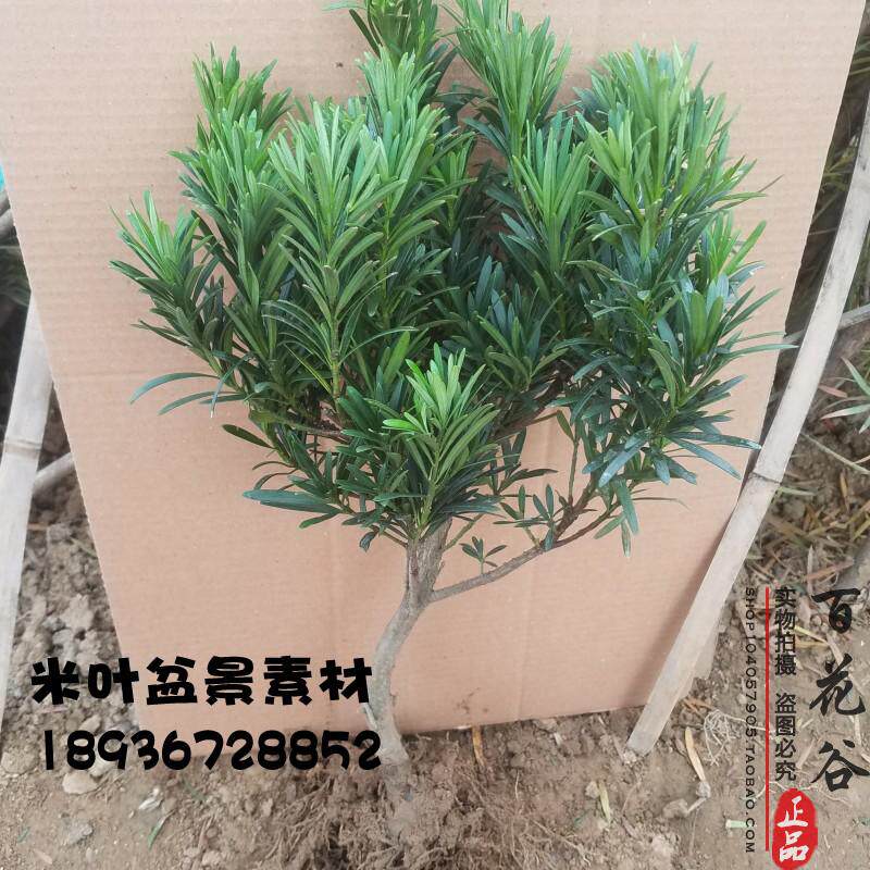 罗汉松老桩树苗 中叶米叶嫁接金钻菊花芯海岛红芽盆景素材可造型