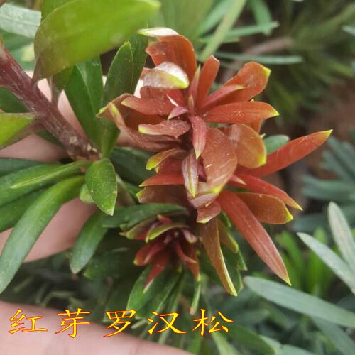 红芽罗汉松黄芽海岛黄金嫁接米叶