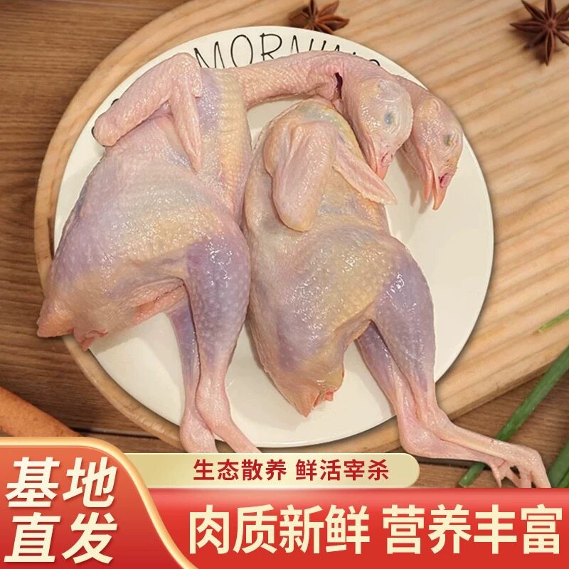 当天现杀老鹧鸪生鲜鸟肉