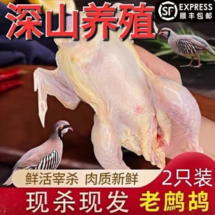 老鹧鸪鸟活体当天现杀新鲜飞龙肉农家散养嘎嘎鸡 鹧鸪肉生鲜鸟肉
