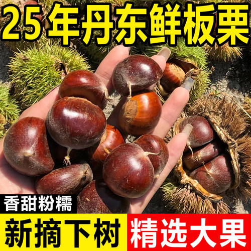 东北特产新鲜正宗丹东生板栗原产地现摘现发去毛球粉糯甜5斤包邮