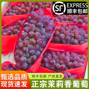 现摘茉莉香葡萄新鲜应季无籽孕妇水果正宗郁金香玫瑰香无籽提子
