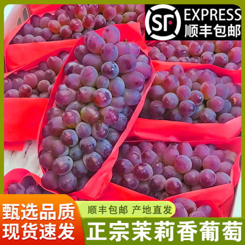 现摘茉莉香葡萄新鲜应季无籽孕妇水果正宗郁金香玫瑰香无籽提子