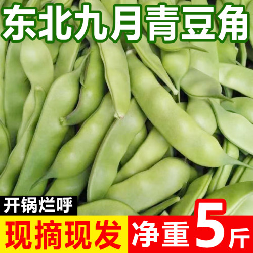 东北特产油豆角新鲜蔬菜现摘现发九月青豆角面豆角整箱5斤
