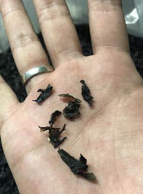 海小吴新福建漳浦纯二水短碎紫菜