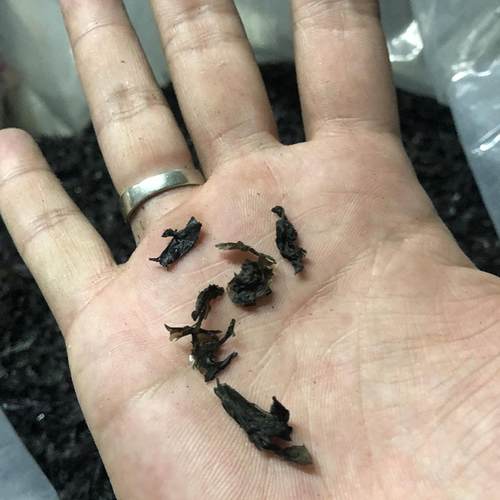 海小吴新福建漳浦纯二水短碎紫菜
