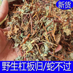 抗板归中草药杠板归蛇不过草蛇后猫爪刺草药红板归拦路虎新鲜干货