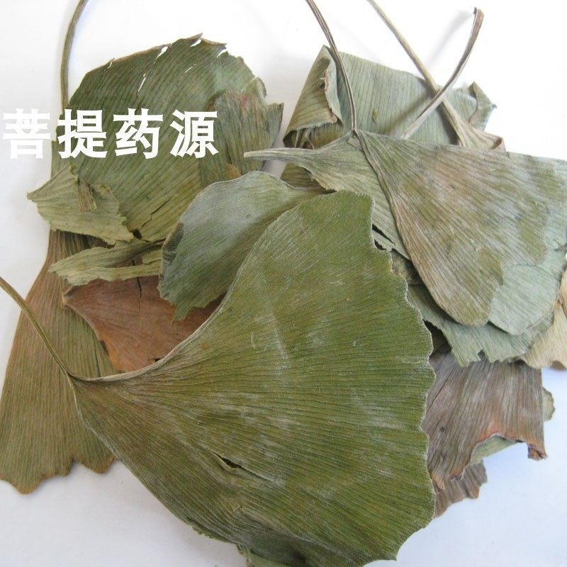 新货银杏叶500克中药材银杏叶片银杏叶茶 银杏树叶新鲜晒干白果叶