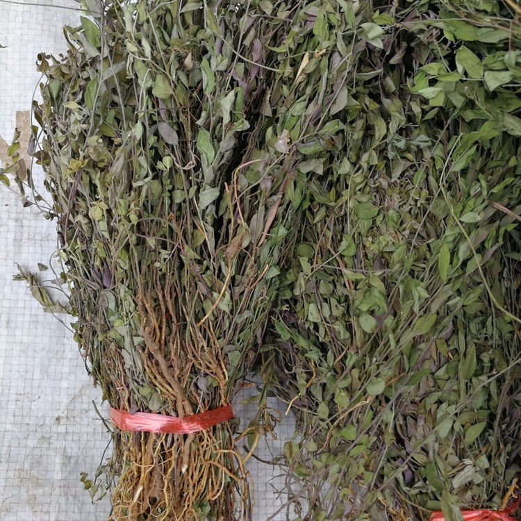 瓜子金草来马回勒马回中草药辰砂草二月花惊风草250g克包邮