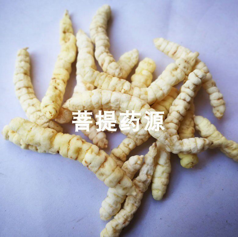 正宗中草药草石蚕 地蚕 土冬虫草 泽兰根 花草茶500克包邮