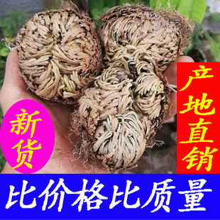 野生九死还魂草中药材卷柏新鲜干货见水还魂草还阳草卷柏植物包邮