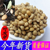 金丝指葫芦子草药250克 新货华佗豆小偷豆贼佬豆跌打豆拐子豆种子