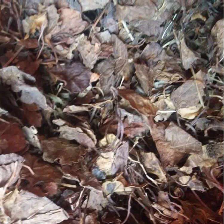 鹿街草中药材鹿蹄草中药鹿含草小秦王草破血丹鹿衔草 500g克