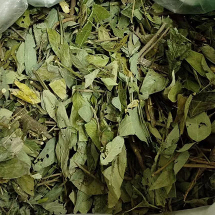 饿蚂蟥中药材小儿疳积草粘身草胃痛草红掌草山蚂蝗山角豆小槐花
