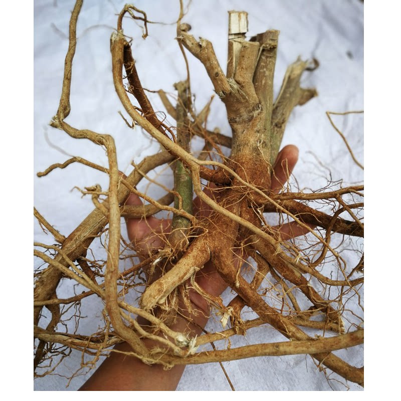 磨盘根响耳草 磨盘草根野生磨盆根 磨盆草根头部中药材 500g包邮